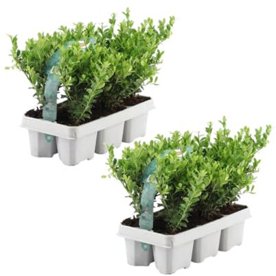 Plants by Frank – 12 Stechpalme Pflanze | Heckenpflanzen Winterhart | 12 x Ø7 cm - 15 cm Ilex crenata Jenny | Heckenpflanzen | Buchs ersatz | Buchsbaum ersatz