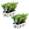 Plants by Frank – 12 Stechpalme Pflanze | Heckenpflanzen Winterhart | 12 x Ø7 cm - 15 cm Ilex crenata Jenny | Heckenpflanzen | Buchs ersatz | Buchsbaum ersatz