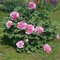 Shoppy Star: 5 Samen: Baum-Pfingstrose-Samen, Paeonia suffruticosa, Rosa, Baum, Shub (5 Samen)