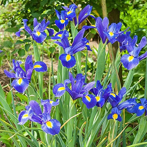 schone 5 x Iris Blue Magic – Shaded Blooms - RHS Award of Garden Merit – Perennial – Trumpet Shaped – Summer Flowering Bulbs – for Your Beautiful Garden