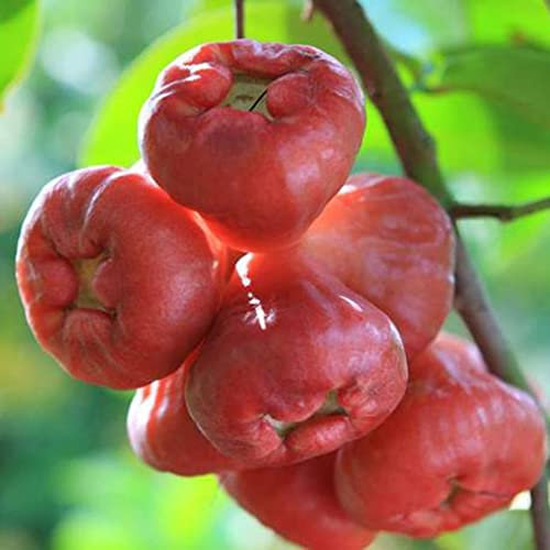 Saterkali Semi di mele rosa, 50 pezzi deliziosi semi di mele rosa Bonsai frutta casa fai da te giardino decorazione vegetale Semi Di Mela Rosa