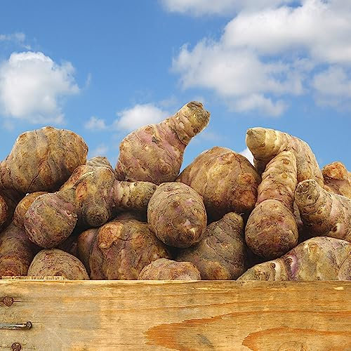 60 pcs topinambur zum pflanzen samen, garten geschenke für männer,Helianthus tuberosus, gemüsesamen balkonpflanzen winterhart ausgefallene geschenke exotische pflanztöpfe dekopflanzen