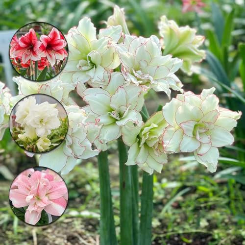 6 pcs amaryllis zwiebeln zwiebel - zimmerpflanze blumenzwiebeln frühblüher,Hippeastrum rutilum, bonsai topf blumenwiese topfpflanzen flower mittagsblume winterhart kräutergarten blumenzwiebeln