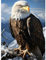 feelive Adler Diamant Painting Bilder für Erwachsene, DIY Diamond Painting Kits für Adler, Bausätze für Diamantmalerei 5D Runde Steine Diamant Painting für Zuhause Dekor 30x40cm