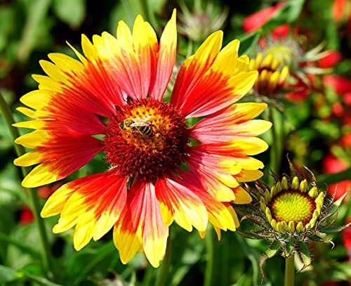 Prärie-Kokardenblume - Gaillardia aristata - 100 Samen