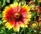 Prärie-Kokardenblume - Gaillardia aristata - 100 Samen