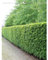 Rotbuche Fagus sylvatica 80-100 cm, Wurzelnackt. 25 Buchen. Winterharte Hecke