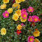 thegreengrovegarden Moss Rose 250 Samen Portulak Portulakröschen Bodendecker dürreperioden