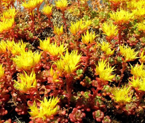 SEDUM OREGON Sedum Hybridum - 300 Semi a granel