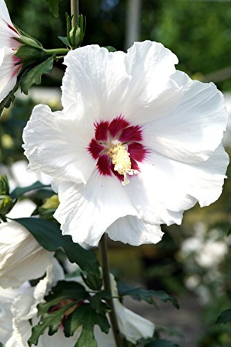 Hibiskus weiße Blüte Rosen-Eibisch Red Heart Hibiscus syriacus Red Heart Containerware 30-40 cm hoch,