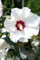 Hibiskus weiße Blüte Rosen-Eibisch Red Heart Hibiscus syriacus Red Heart Containerware 30-40 cm hoch,