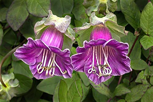 Portal Cool Cobaea Scandens Purple 5 Seeds, Cup and Saucer Vine, Exotic Looking Plant