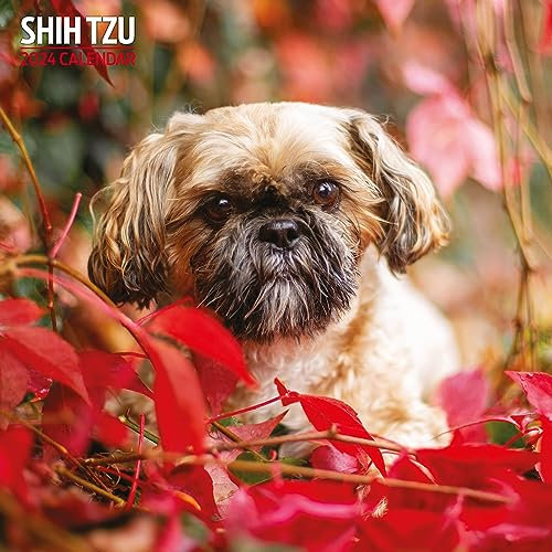 Shih Tzu Traditioneller Kalender 2024