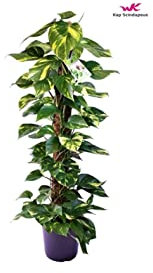 Pianta Epipremnum o Pothos-Palo in Muschio Vaso 24