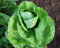 600 + Zuckerhut ENDIVE/CHICORY Non-GMO Bio-Saatgut Frühling/Fall-Garten/Sprouts