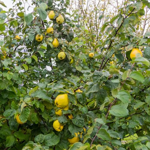 150 piezas semillas de columna de membrillo - árboles frutales enanos, planta de interior (Cydonia oblonga) plantas raras, semillas orgánicas plantas de jardín, plantas resistentes