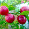 20 Pz Rosso Limone Semi Nano Albero Frutta Giardino di Casa Pianta Decor Moda:Seeds Only