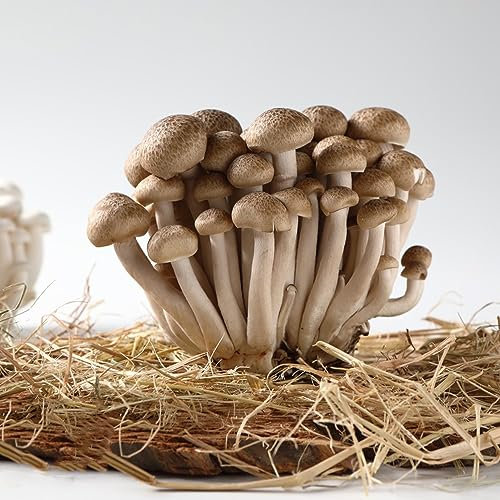 100 Pcs Champignons Samen ausgefallene geschenke indoor kräutergarten pflanzendeko winterharte pflanzen für den garten Pilzzucht kleine geschenke pflanzenkübel gemüsesaat pflanzensamen geschenk