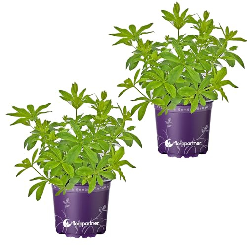 Waldmeister Galium odoratum 2stk./Kräuter Pflanze
