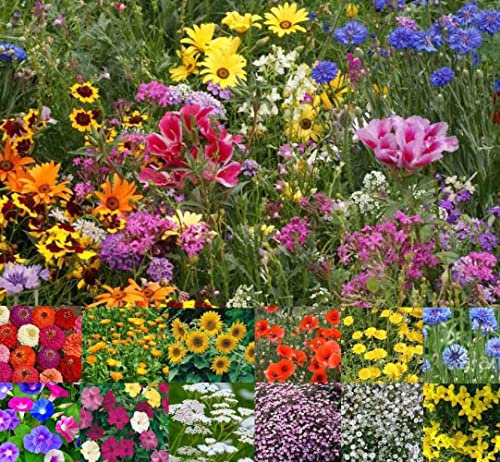 Wild Flower Cottage Garden Bee & Butterfly Fragrant Perennial Plant Mix Wild Flower Seeds 25g - 200g (Natural Wildflower, 200g)