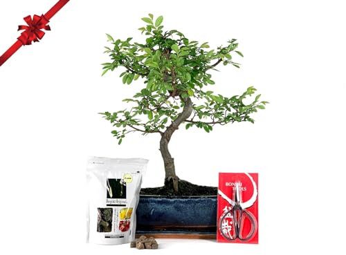 Pack Completo Bonsái Zelkova 10 años + Plato, tijera, y BioGold 240g PZ24