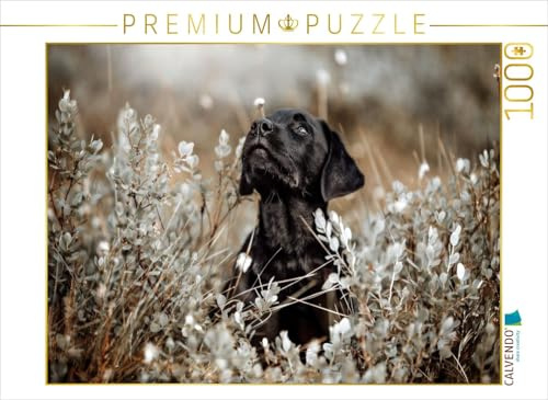 Puzzle · Labrador Retriever Welpe | Goldene Stunde, schwarzes Fell · Natur trifft Charakter · 1000 Teile · Lege-Größe 64 × 48 cm · CALVENDO Puzzle