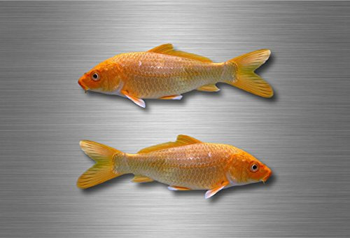 Akacha 2X Sticker Aufkleber hai Fische Angler hecht Abziehbilder Angel Fishing Karpfen