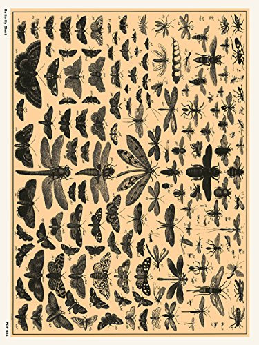 onthewall Schmetterling Diagramm Natural History 30 x 40 cm Kunstdruck Poster