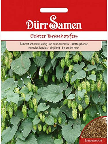 Echter Brauhopfen (Humulus lupulus), äußerst schnellwüchsige und sehr dekorative Kletterpflanze bis zu 5 Meter höhe