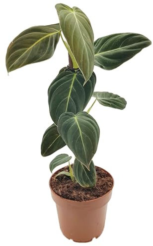 Fangblatt - Philodendron Melanocrysum - eleganter Baumfreund - Zimmerpflanze im 12 cm Topf - pflegeleichte Grünpflanze