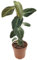 Fangblatt - Philodendron Melanocrysum - eleganter Baumfreund - Zimmerpflanze im 12 cm Topf - pflegeleichte Grünpflanze