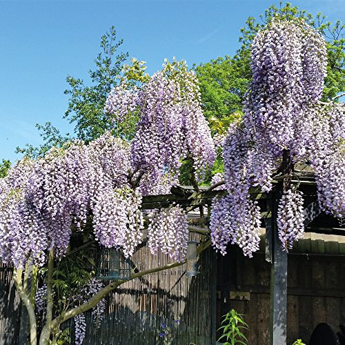 Hardy Climbing Wisteria Potted Plant for Outdoors and Cottage Gardens, Producing Purple Scented Flowers, 1 x Wisteria Prolific Plant in a 1.5 Litre Pot by Thompson & Morgan
