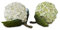 Loberon Dekoblume 2er Set Hortensie, von Hand bemalt, detailreich gearbeitet, naturnahes Design, Kunstblume, Dekoration, Polyresin, grün/weiß