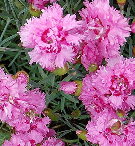 Federnelke Maggie - Dianthus plumarius - lebende Gartenpflanze aus den Baumschulen