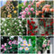 450 pcs rosensamen - schmetterlingswiese plant rosen pflanzen rosenpflanzen,Rosa rugosa, gartenblumen mehrjährig winterhart bienenfreundliche blumensamen balkonblumen blumen geschenk