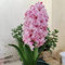 Hyazinthen zwiebeln winterhart,Hyazinthen knollen kaufen,duftend, einfach zu züchten, Blumenzwiebeln, Grünpflanzen, Garten, große Blumen-4zwiebeln-B