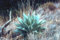 5 Agave Havardiana Hardy Esotico