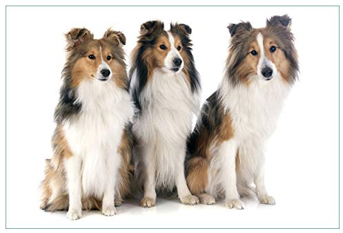 Wallario Küchenrückwand selbstklebend 90 x 60 cm, Motiv: Süße Shetland Hunde vor weißem Hintergrund | Spritzschutz abwischbar & pflegeleicht