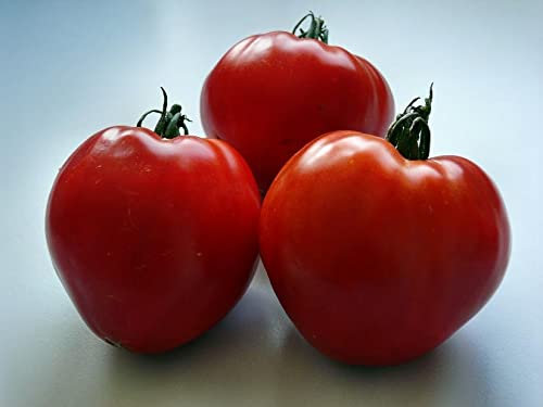 Tomate Quedlinburger Ochsenherz F1 Tomatensamen Profisaatgut original aus Quedlinburg