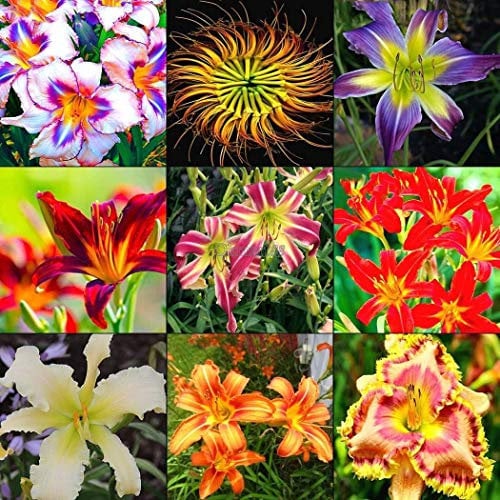 Portal Cool Nussbaum-Pistazien-Samen Pistacia-seltener Obstbaum-Samen-tropischer Betriebsnuss-Samen