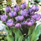 100 Stück verschiedene Tulpen-Samen, schöne Blume, für Zuhause, Garten, Pflanzen, Dekoration, 3 Stück, violette Dame, Tulpenzwiebeln für Frauen, Männer, Kinder, Anfänger, Gärtnergeschenk