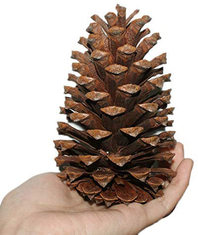 JoyFan Tannenzapfen, 10pcs Weihnachtsdekoration große natürliche Tannenzapfen Weihnachten Neujahr Urlaub Partei Dekoration Ornament für den Heimbedarf
