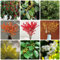 150 Pcs Stechpalme Samen - Ilex Aquifolium - Bodendecker, Saatgut Wintergemüse Stechpalme Deko Samen, Kräutergarten Küche, Gemüse Pflanzen Kräuter, Gemüsesamen Winterhart, Blumensamen
