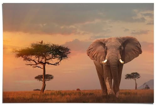 REINDERS Poster, Afrikas Wildtiere, Schlafzimmer, Poster, Wanddeko, Room Decor, 150 gr. glänzend Bilderdruckpapier, Braun, 61x91,5cm