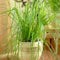 Cyperus alternifolius Zumula | Cat Friendly Potted House Plant (20-30cm in Pot)