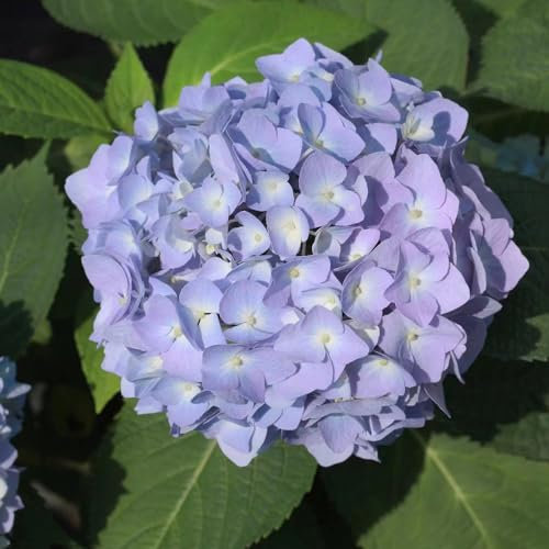 200 Pcs Hortensien Samen - Hortensie - Winterharte Pflanzen Für Balkon, Winterharte Pflanzen Für Garten,Hydrangea Macrophylla, Blumendeko, Pflanzen Für Sonnige Plätze Luftreinigende
