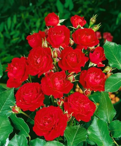 Rosa 'Nina Weibull' - Beetrose, leuchtend rote Blüten, Blütezeit Juni-Oktober, ideal für Beete, robust und pflegeleicht