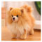 RDCIRP Simulation Pomeranian Plüsch, süßes Kuscheltier, Plüsch-Hundespielzeug, Flauschige Hunde-Plüschpuppe, Geschenke for Jungen und Mädchen for Geburtstag(braun)