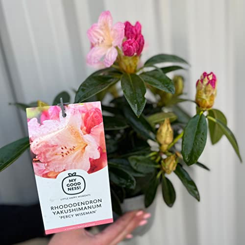Rhododendron Pink/Peach | Evergreen Flowering Shrub | 'Percy Wiseman'