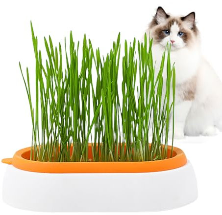 Vllold Jardinière d'herbe à chat pour chats d'intérieur | Plateau d'herbe à chat – Plateau de germination pour chats d'intérieur ou d'extérieur, chiens et autres animaux de compagnie, accessoire pour